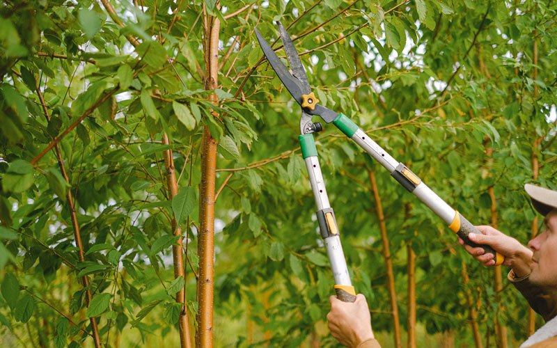 Tree trimming in Windsor, CO